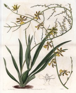 Orchidea: oncidium variete, nyugat-indiai epifita – S. Watts által metszett lemez, Sarah Anne Drake (1803-1857) illusztrációjáról, a Sydenham Edwards (1768-1819) botanikai nyilvántartásából, Angliából alkotó: Sydenham Teast Edwards