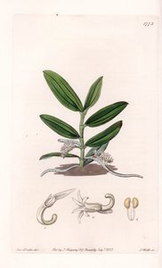 Orchidea: variete de camphylocentrum - S. Watts által gravírozott tábla Sarah Anne Drake (1803-1857) illusztrációjáról, a Sydenham Edwards (1768-1819) botanikai nyilvántartásából, Angliából alkotó: Sydenham Teast Edwards