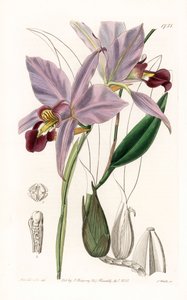 Orchidea: variete de laelia - S. Watts által gravírozott tábla Sarah Anne Drake (1803-1857) illusztrációjáról, a Sydenham Edwards (1768-1819) botanikai nyilvántartásából, Anglia alkotó: Sydenham Teast Edwards