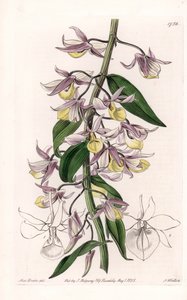 Orchidea: Ázsiában őshonos Dendrobium fajtája – S. Watts által metszett lemez, Sarah Anne Drake (1803-1857) illusztrációjáról, a Sydenham Edwards (1768-1819) botanikai nyilvántartásából, Angliából