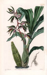 Orchidea: szakállasnak nevezett katazetum változata - S. Watts által metszett tábla Sarah Anne Drake (1803-1857) illusztrációjáról, a Sydenham Edwards (1768-1819) botanikai nyilvántartásából, Angliából alkotó: Sydenham Teast Edwards