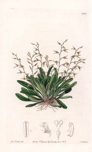 Orchidea: az epidendre változata - S. Watts által gravírozott lemez Sarah Anne Drake (1803-1857) illusztrációjáról, a Sydenham Edwards (1768-1819) botanikai nyilvántartásából, Anglia alkotó: Sydenham Teast Edwards