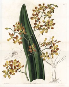 Orchidea: az epidendrum változata - S. Watts által gravírozott lemez, Sarah Anne Drake (1803-1857) illusztrációja alapján, a Sydenham Edwards (1768-1819) botanikai nyilvántartásából, Angliából alkotó: Sydenham Teast Edwards