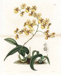 Orchidea: a brazil epifitikus oncidium változata – S. Watts által gravírozott lemez, Sarah Anne Drake (1803-1857) illusztrációjáról, a Sydenham Edwards (1768-1819) botanikai nyilvántartásából, Angliából alkotó: Sydenham Teast Edwards