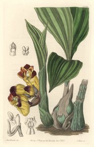 Orchidee Acanthephippium bicolor, eredetileg Srí Lankáról – S. Watts víz Sarah Anne Drake (1803-1857) illusztrációjából, a botanikai nyilvántartásból