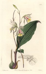 Orchidee, American Bletia – Water Forte, S. Watts T. Holland illusztrációjából, a Botanical Registerből alkotó: Sydenham Teast Edwards