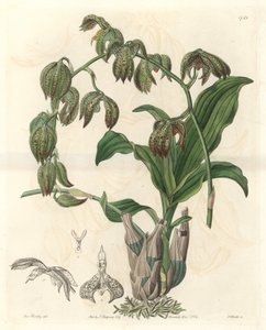 Orchidee Catasetum, Brazíliában őshonos – S. Watts Water forte Miss M. A. Huntley illusztrációjából, a Botanical Registerből alkotó: Sydenham Teast Edwards