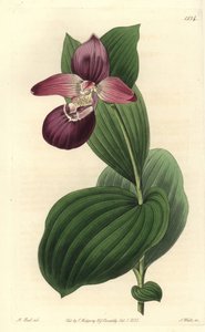 A Vénusz orchidea-papucsának nagy virágai vannak - nagyvirágú cypripedium vagy nagyvirágú női papucsorchidea, Cypripedium macranthos. S. Watts kézi színű rézmetszet M. Hart illusztrációja után a Sydenham Edwards Botanical Register-ből alkotó: Sydenham Teast Edwards