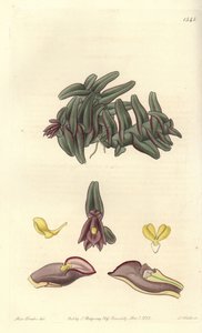 Orchidee epidendrum Közép-Amerika - Epidendrum schlechterianum orchidea (Purple nanodes, Nanodes discolor). S. Watts kézi színű rézmetszet Miss Sarah Drake illusztrációja után a Sydenham Edwards Botanical Register-ből, Ridgeway, Lon alkotó: Sydenham Teast Edwards