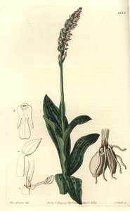Orchidea neotine - Sűrű virágú orchidea, Neotinea maculata (Egyméretű aceras, Aceras secundiflora). S. Watts kézi színű rézmetszet Miss Sarah Drake illusztrációja nyomán a Sydenham Edwards Botanical Register-ből, Ridgeway, London alkotó: Sydenham Teast Edwards