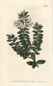Ouessant mirtusz vagy elliptikus veronika - Keresztlevelű gyorskút, Veronica decussata. Sansom kézzel színezett rézmetszet Sydenham Edwards illusztrációja nyomán William Curtis Botanical Magazine-ból, London alkotó: Sydenham Teast Edwards