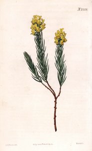 Ovális tüskés aspalathus, Aspalathus callosa. Weddell kézi színű rézmetszet Sydenham Edwards illusztrációja után Samuel Curtis „” Botanical Magazine” című londoni magazinjából alkotó: Sydenham Teast Edwards