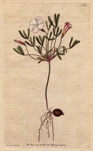 Az Oxalis (kis sóska) fehér csíkos virágokkal és cukorka rózsaszínű, Afrikában őshonos. Csíkos virágú fa sóska rózsaszín cukorka csíkos fehér virágokkal. Afrika szülötte. Oxalis versicolor. Kézi színű rézmetszet botanikai illusztrációból alkotó: Sydenham Teast Edwards