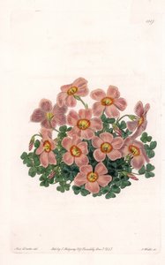 Oxalis Variete – S.Watts által gravírozott tábla Sarah Anne Drake (1803-1857) illusztrációjáról, a Sydenham Edwards (1768-1819) botanikai nyilvántartásából, Angliából alkotó: Sydenham Teast Edwards