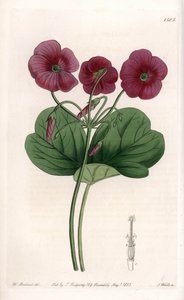 Oxalis de Bowie - S. Watts által gravírozott tábla Sarah Anne Drake (1803-1857) illusztrációjáról, Sydenham Edwards (1768-1819) botanikai nyilvántartásából, Angliából alkotó: Sydenham Teast Edwards