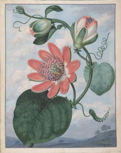 Passióvirág, 1799. alkotó: Sydenham Teast Edwards
