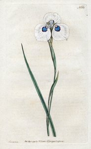 Páva írisz – Sydenham Edwards litográfiája (1768-1819), lemez William Curtis Botanical Magazine-jából (1746-1799) alkotó: Sydenham Teast Edwards