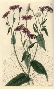 Pericallis tussilaginis (Senecio tussilaginis). S. Watts kézi színű rézmetszet Miss Sarah Drake illusztrációja nyomán a Sydenham Edwards Botanical Register-ből, Ridgeway, London alkotó: Sydenham Teast Edwards