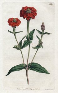 Perui cinnia vagy bresine – Sydenham Edwards (1768-1819) litográfiája, William Curtis (1746-1799) a Botanical Magazine-ból alkotó: Sydenham Teast Edwards