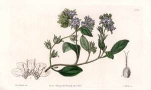 Phacelia, Kalifornia endémiája – S. Watts vésette, Sarah Anne Drake (1803-1857) illusztrációjából, a Sydenham Edwards (1768-1819) botanikai nyilvántartásából, Angliából alkotó: Sydenham Teast Edwards