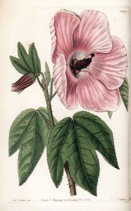 Rózsaszín hibiszkusz – S.Watts által gravírozott lemez, Sarah Anne Drake (1803-1857) illusztrációjáról, a Sydenham Edwards (1768-1819) botanikai nyilvántartásából, Angliából alkotó: Sydenham Teast Edwards
