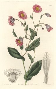 Rózsaszín rhodanthe, Ausztráliában őshonos – S. Watts erős víz Sarah Anne Drake (1803-1857) illusztrációjáról, a botanikai nyilvántartásból alkotó: Sydenham Teast Edwards