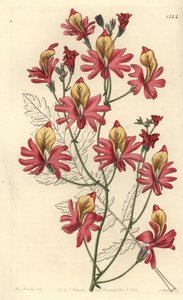 Szegény ember orchideája, Schizanthus grahamii (Tompa szirmú schizanthus, Schizanthus retusus). S. Watts kézi színű rézmetszet Miss Sarah Drake illusztrációja nyomán a Sydenham Edwards Botanical Register-ből, Ridgeway, London alkotó: Sydenham Teast Edwards