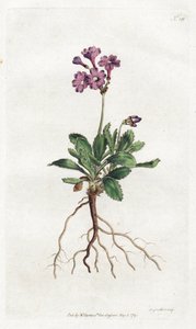 Primevere marginee – Sydenham Edwards litográfiája (1768-1819), lemez William Curtis Botanical Magazine-jából (1746-1799)