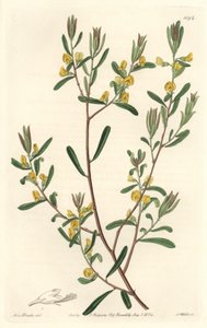 Pultanea flexilis, Ausztráliában őshonos – S. Watts erős víz Sarah Anne Drake (1803-1857) illusztrációjáról, a Botanikai Nyilvántartásból alkotó: Sydenham Teast Edwards
