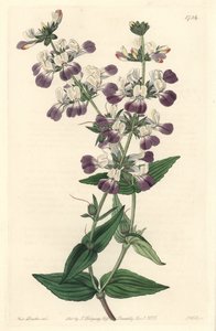 Lila kínai pagoda, eredetileg Kaliforniából – S. Watts Erős víz Sarah Anne Drake (1803-1857) illusztrációjából, a Botanical Registerből alkotó: Sydenham Teast Edwards