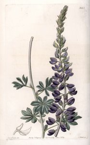 Purple Lupine Variete – S.Watts gravírozása, Sarah Anne Drake (1803-1857) illusztrációja alapján, a Sydenham Edwards (1768-1819) botanikai nyilvántartásából, Angliából alkotó: Sydenham Teast Edwards