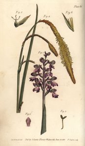 Lila orchidea, hím orchidea, Gynandria alkotó: Sydenham Teast Edwards