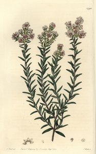 Piros soulangia, Soulangia rubra. S. Watts kézi színű rézmetszet J. Hart illusztrációja nyomán a Sydenham Edwards Botanical Register-ből, Ridgeway, London alkotó: Sydenham Teast Edwards