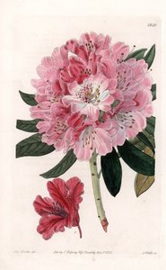 Rhododendron Hybrid Variete – S.Watts gravírozása, Sarah Anne Drake (1803-1857) illusztrációja alapján, a Sydenham Edwards (1768-1819) botanikai nyilvántartásából, Angliából