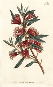 Rince flakonos citrin, palacköblítő vagy piros gombostű növény - Crimson palackkefe, Callistemon citrinus (Harsh-Lev