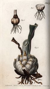A liliomok gyökere és hagyma. Színes rézmetszet, Sydenham Edwards (1768-1819) illusztrációja a Lambethi Botanikus Kert (Anglia) botanikai konferenciájához