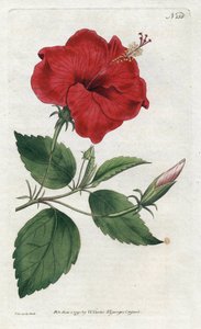 Rose de Chine – Sydenham Edwards litográfiája (1768-1819), lemez William Curtis Botanical Magazine-jából (1746-1799) alkotó: Sydenham Teast Edwards