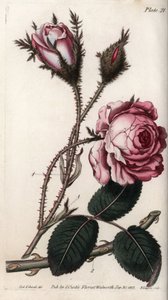 Rózsa, rózsa virág száz levele. Színes rézmetszet, Sydenham Edwards (1768-1819) illusztrációja a Lambethi Botanikus Kert (Anglia) botanikai konferenciájához alkotó: Sydenham Teast Edwards
