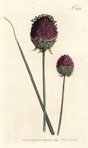 Kerekfejű fokhagyma, Allium sphaerocephalon (Bíborfejű fokhagyma, Allium descendens). Sansom kézzel színezett rézmetszet Sydenham Edwards illusztrációja nyomán William Curtis Botanical Magazine Londonból alkotó: Sydenham Teast Edwards