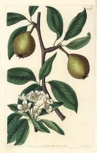 Zsályalevelű körte - zsályalevelű körte, Pyrus salviifolia (Pyrus salvifolia). S. Watts kézi színű rézmetszet Sarah Drake illusztrációja után a Sydenham Edwards Botanical Register-ből, Ridgeway, London alkotó: Sydenham Teast Edwards