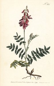 Sainfoin des Alpes - alpesi sáfrány, Hedysarum hedysaroides (Kúszó gyökerű hedysarum obscurum) - Sansom kézi színű rézmetszete Sydenham Edwards illusztrációja után, William Curtis Botanical Magazine, London, alkotó: Sydenham Teast Edwards
