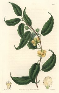 A Schisandra sárga virágai Nepálból származnak – S. Watts Water forte Sarah Anne Drake (1803-1857) illusztrációja alapján, a Botanical Registerből alkotó: Sydenham Teast Edwards