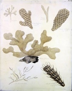 Kagylók és tengeri növényvilág (ceruza, toll, tinta és akvarell, papír) (lásd még 351984, 351985 és 351986) alkotó: Sydenham Teast Edwards