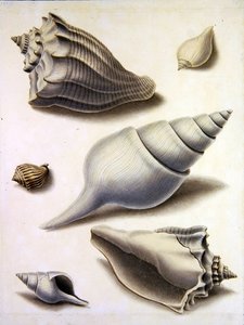 Kagylók és tengeri növényvilág (ceruza, toll, tinta és akvarell papíron) (lásd még: 351984, 351985 és 351987) alkotó: Sydenham Teast Edwards