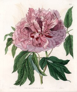 Cserjes bazsarózsa vagy juh bazsarózsa – S.Watts gravírozott tábla Sarah Anne Drake (1803-1857) illusztrációjából, a Sydenham Edwards (1768-1819) botanikai nyilvántartásából, Angliából alkotó: Sydenham Teast Edwards