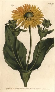 Silphium vagy gyantafű, Silphium asteriscus, Polygamia nessaria. F. Sansom kézi színű rézmetszete Sydenham Edwards botanikai illusztrációjáról William Curtis Botanikai előadásaihoz, a lambethi botanikus kertben alkotó: Sydenham Teast Edwards