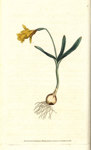 Kis nárcisz - Legkevesebb nárcisz, Narcissus pseudonarcissus subsp. minor (Narcissus minor). Kézzel színezett rézmetszet James Sowerby botanikai illusztrációja nyomán William Curtis The Botanical Magazine-jából, Lambeth Marsh, London