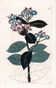 Szodomai almafa vagy selyemfa – S. Watts által gravírozott tábla Sarah Anne Drake (1803-1857) illusztrációjáról, a Sydenham Edwards (1768-1819) botanikai nyilvántartásából, Angliából alkotó: Sydenham Teast Edwards