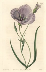 Splendid calochorte (splendid mariposa), őshonos Kaliforniában - Szatiny calochortus vagy pompás mariposa liliom, Calochortus splendens, Kaliforniában őshonos - S. Watts kézi színű rézmetszet Miss Drake illusztrációja után, Sydenham Edwartól alkotó: Sydenham Teast Edwards