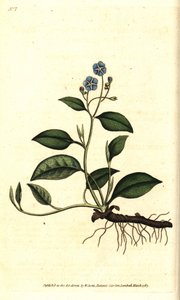 Spring Omphalodes vagy Printaniere Little Borage - Kúszó köldökfű, Omphalodes verna (kék köldökfű, Cynoglossum omphalodes). Kézzel színezett rézmetszet James Sowerby botanikai illusztrációja nyomán William Curtis The Botanical Magazine-jából, L. alkotó: Sydenham Teast Edwards